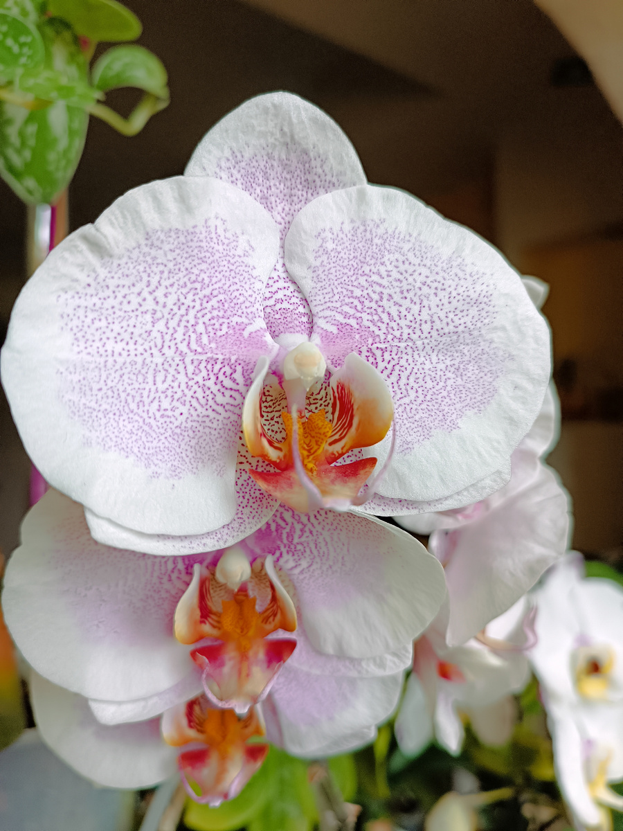 Обложка статьи. Фаленопсис Pretty Romance цветение 2023