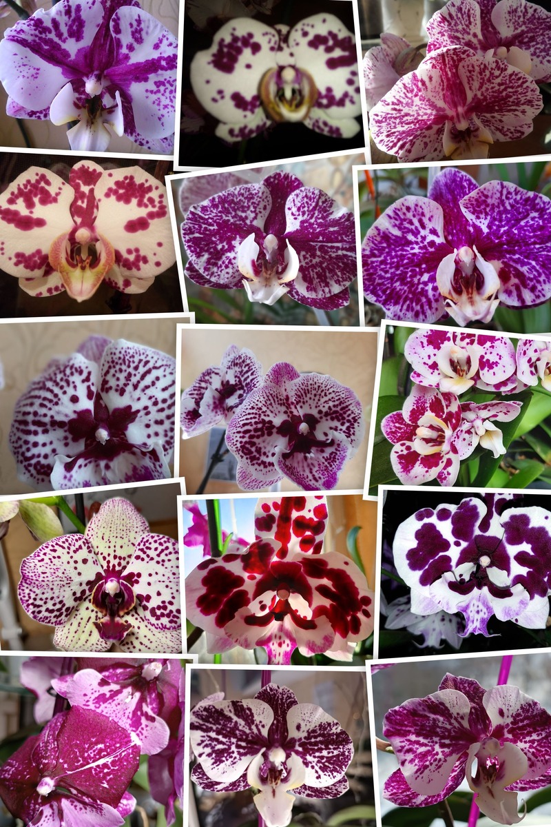 Галерея в телефоне практически всегда такая 