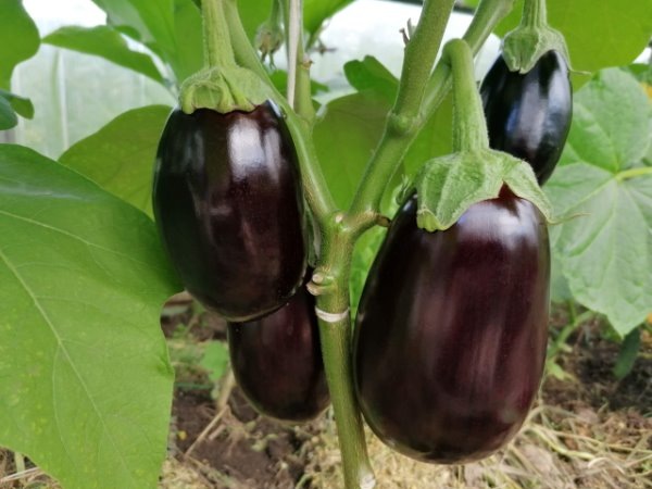 Баклажан Эпик.