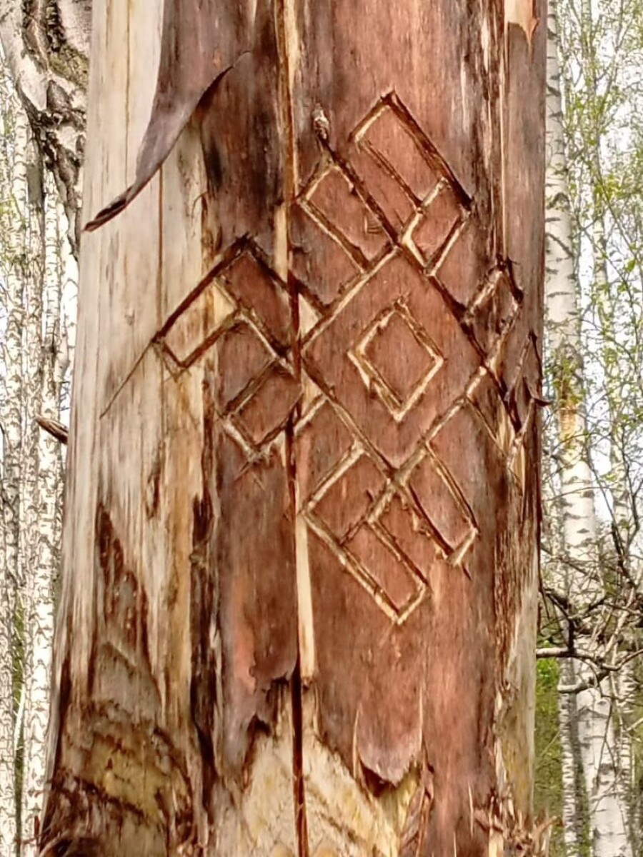    Необычная поляна. Источник: Светлана Тихонова, vk.com/gribniki22rus