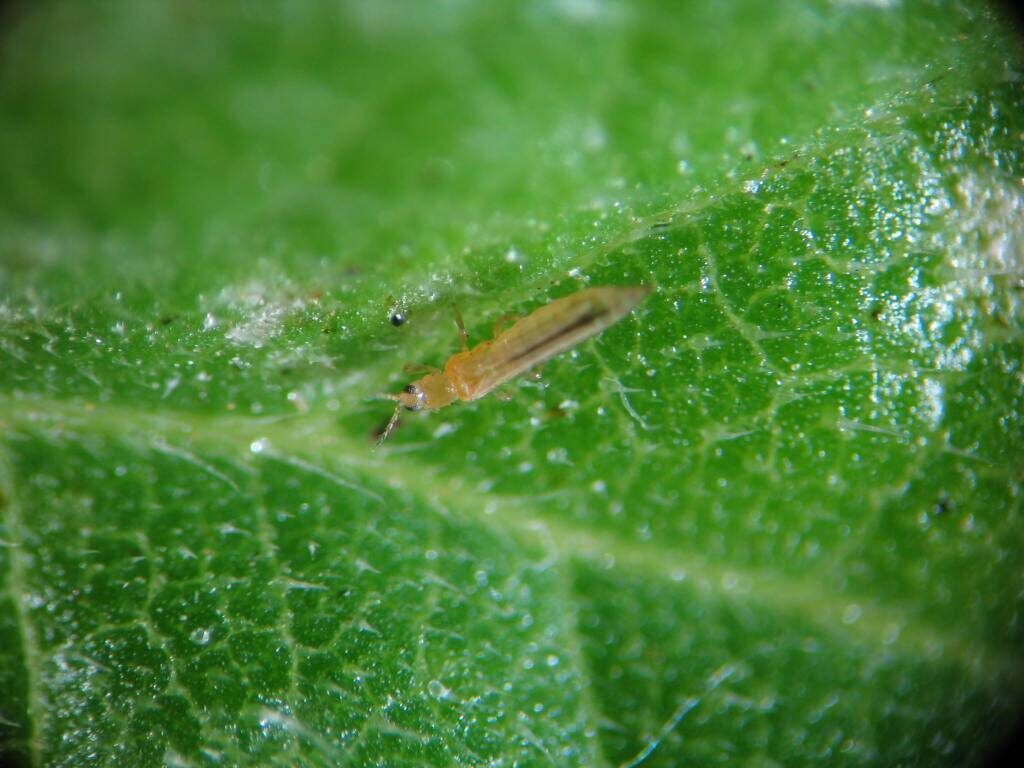     Из Китая в Красноярск ввезли партию зараженной пекинской капусты и яблок