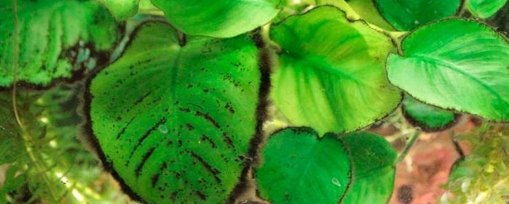 Листья пораженные серной бородой. Эти водоросли мало того что по структуре похожи на бороду, так еще и оплетают растения характерным образом будто борода на лице мужика.