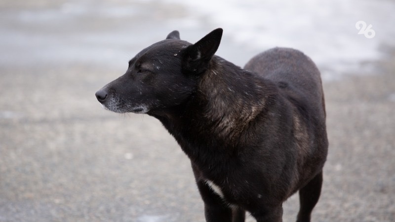      Фото: ИА «Победа26»