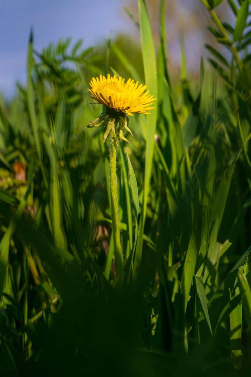 Одуванчик (фото автора)