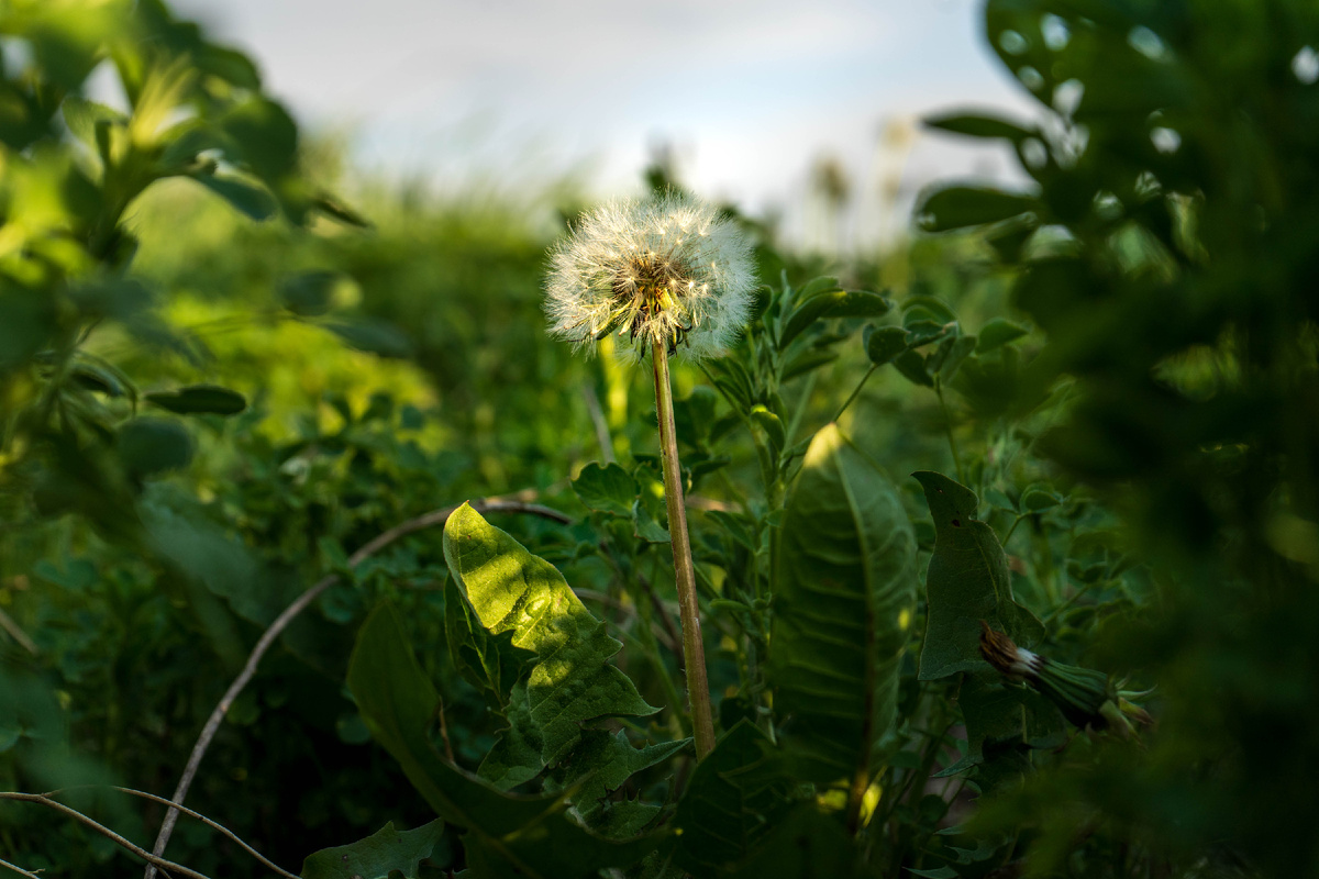 Одуванчик (фото автора)