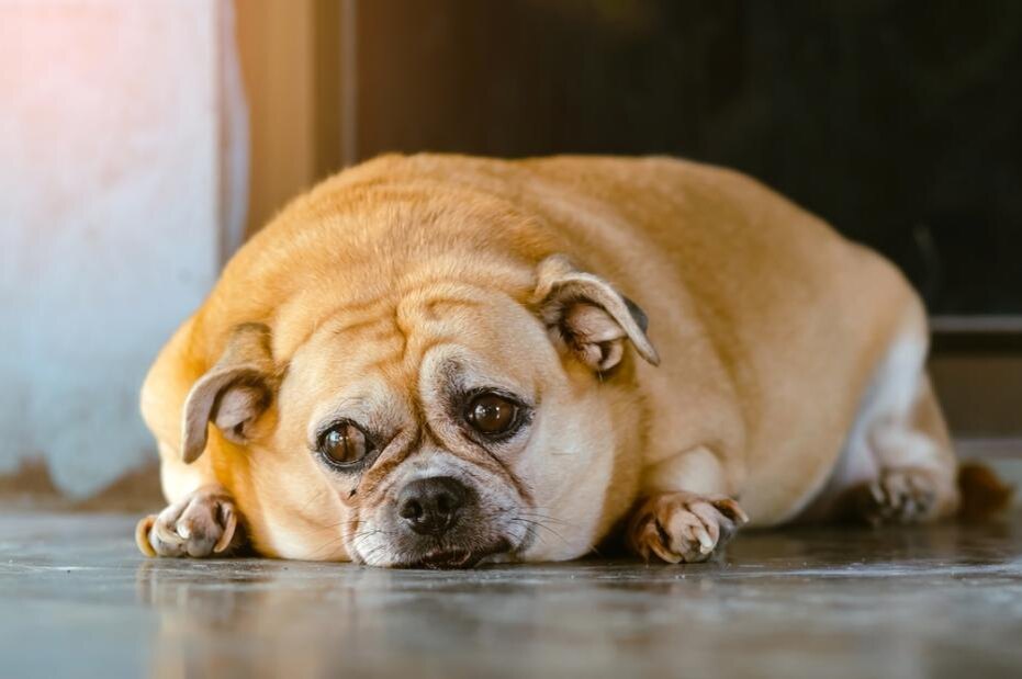    Shutterstock/FOTODOM