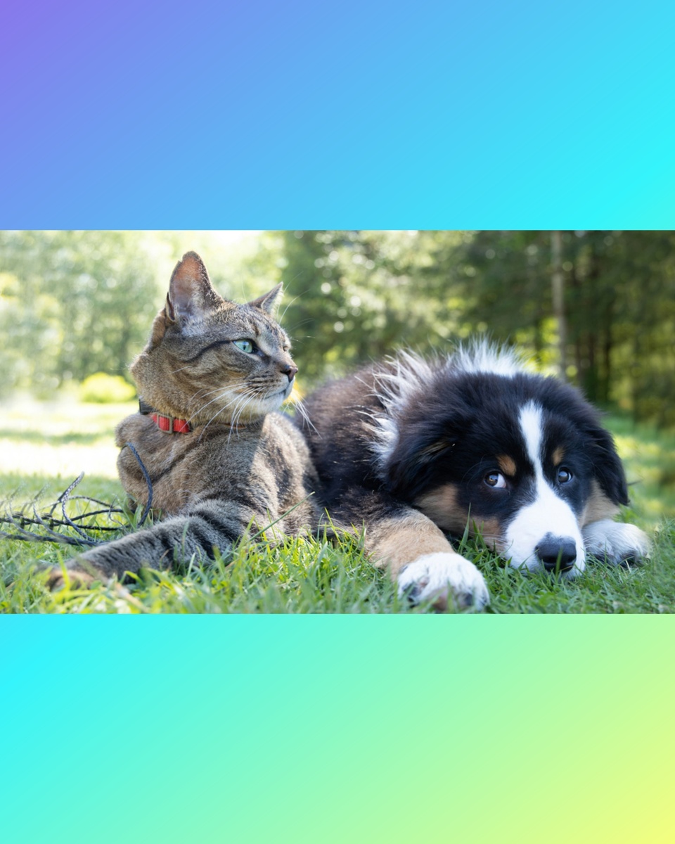 Здоровье ваших питомцев в ваших руках