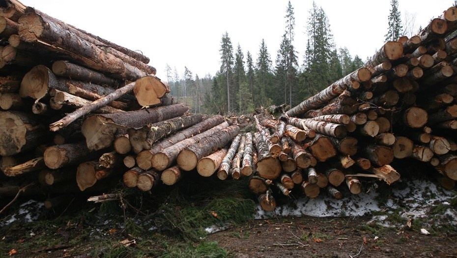    Автор фото: Trend/ Андрей Федоров