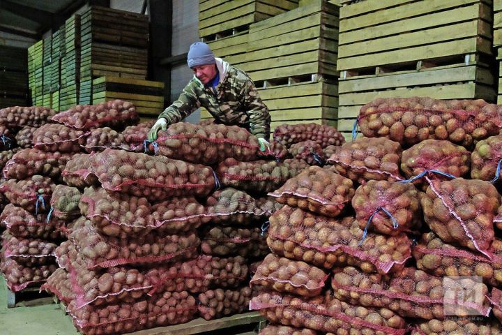 Картофель - второй хлеб