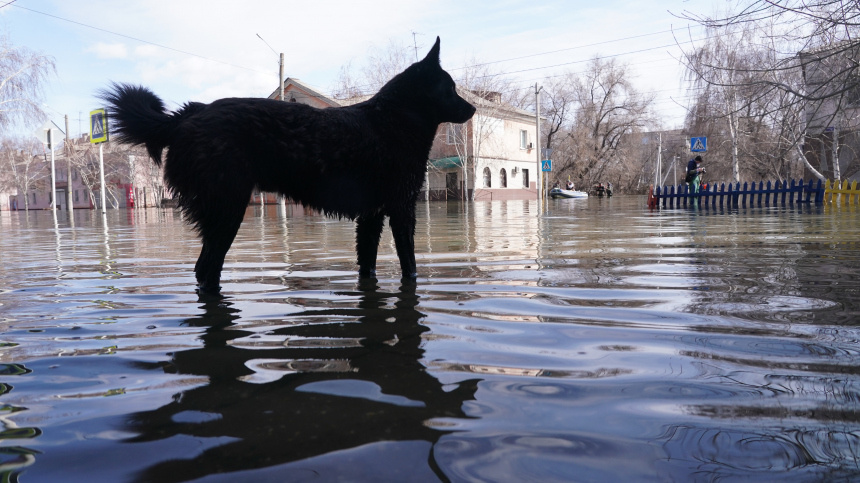    Фото: ИЗВЕСТИЯ/Павел Волков; 5-tv.ru