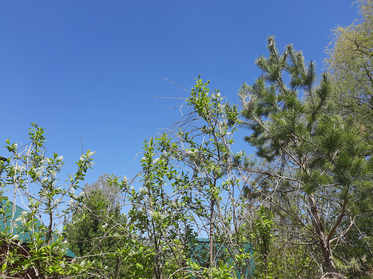 Хорошо на даче