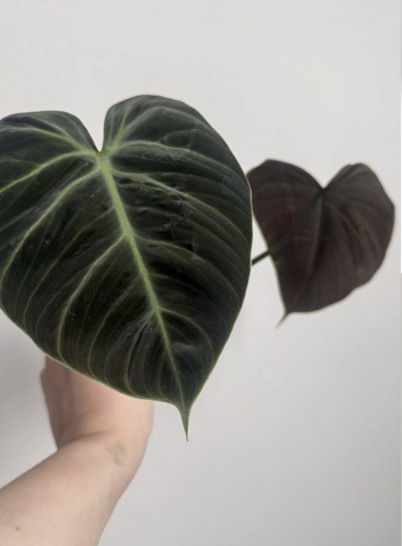 Листа три, но одного не видно на фото