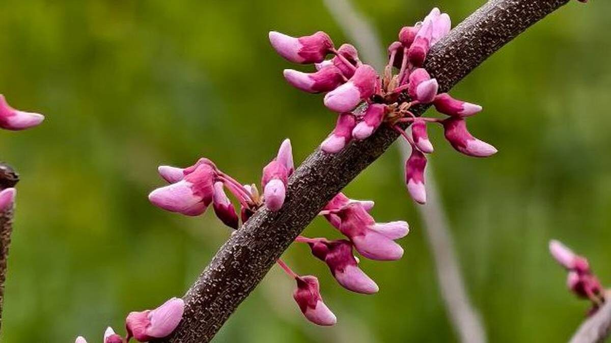    Фото: Аптекарский огород МГУ / Telegram