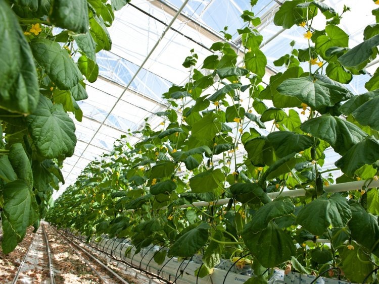    Тепличное овощеводство входит в список перспективных инвестпроектов Хабаровского края