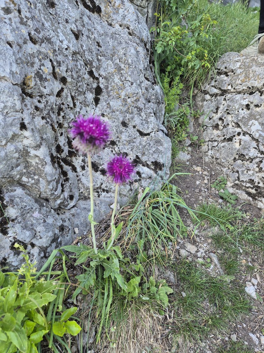 Честно считали это чертополохом, но интернет подсказывает, что это растение с забавным названием "Наголоватка мягкая".