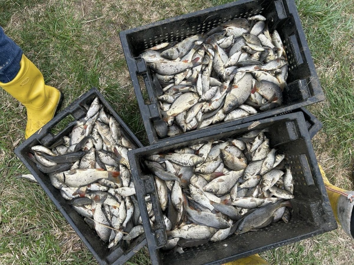    Сезон зарыбления рыбоводных хозяйств начался в Нижегородской области