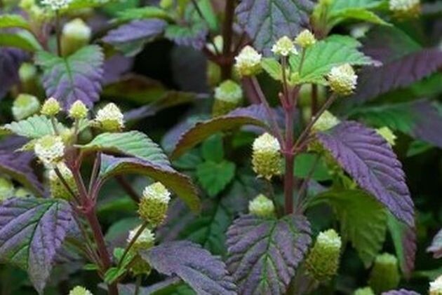 сладкая трава липпия