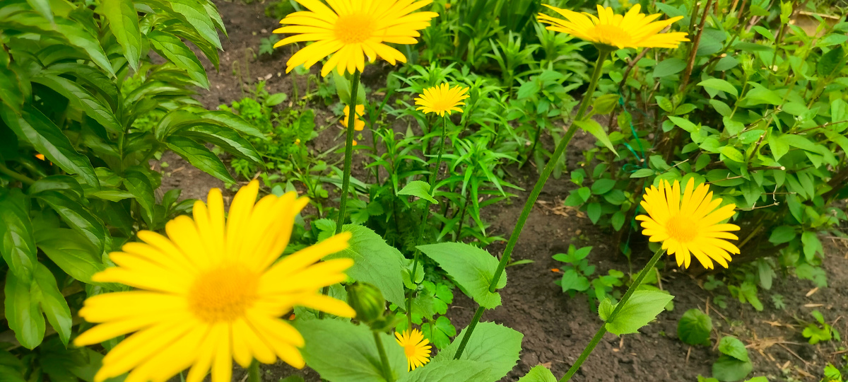 ....самое тяжкое бремя суть одновременно и образ самого сочного наполнения жизни. Милан Кундера "Невыносимая легкость бытия"