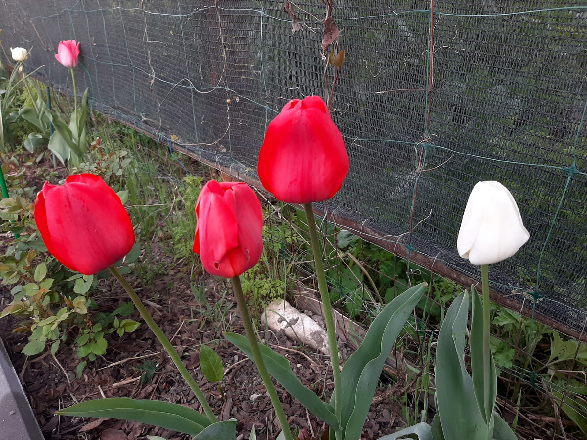 Самые старые тюльпаны