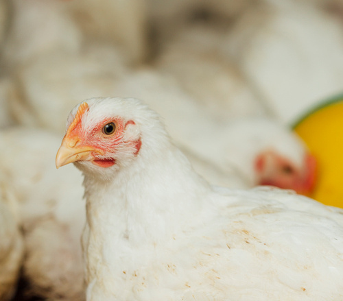 Выращивание бройлеров