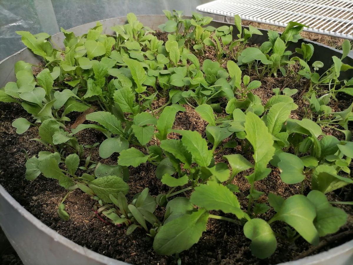 Редис, фото автора