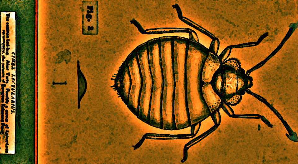   N + 1; The common bedbug (Cimex lectularius). Pen and ink drawing by A.J.E. Terzi, ca. 1919 / Wellcome Collection / Public Domain