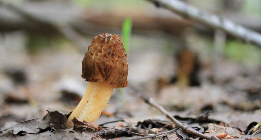    Александр Пахмутов / Фотобанк Лори