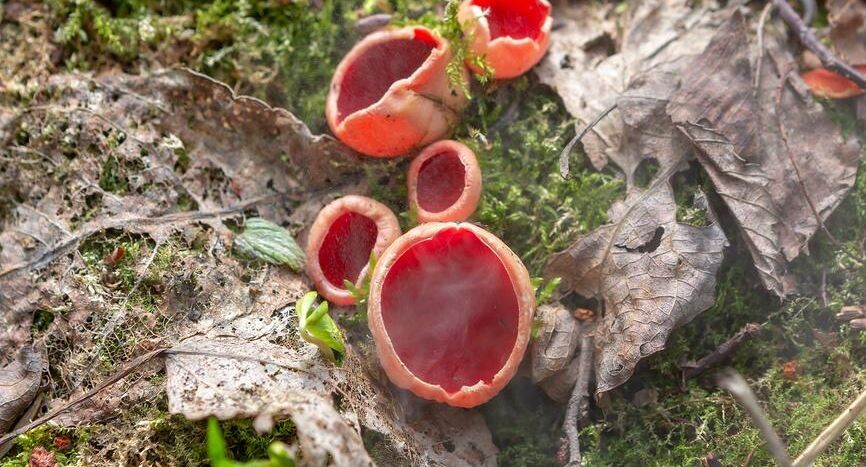     Ирина Яровая / Фотобанк Лори