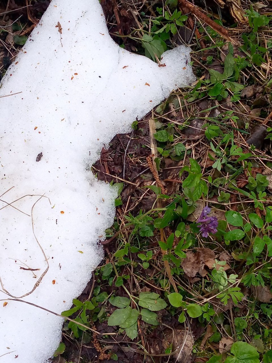 Снег местами ещё у нас лежит. 5 мая.