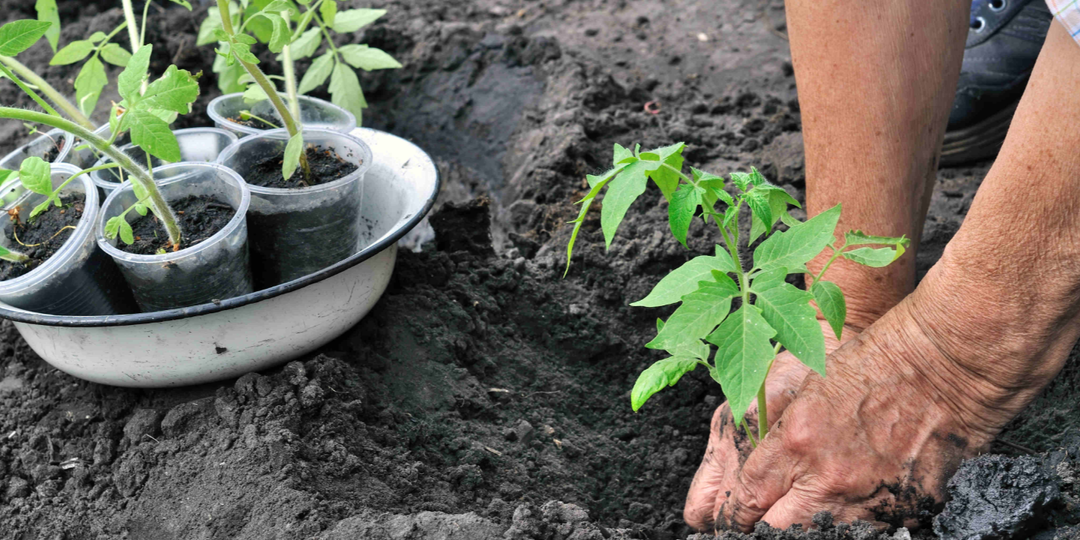 Высадка томатов: 5 секретов, о которых не говорят, но которые работают