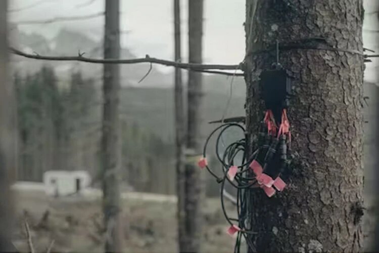 Рис. 1. Датчики, установленные на деревьях для измерения биоэлектрических сигналов.