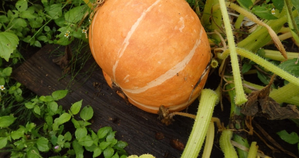 Что лучше посадить на компостной куче?