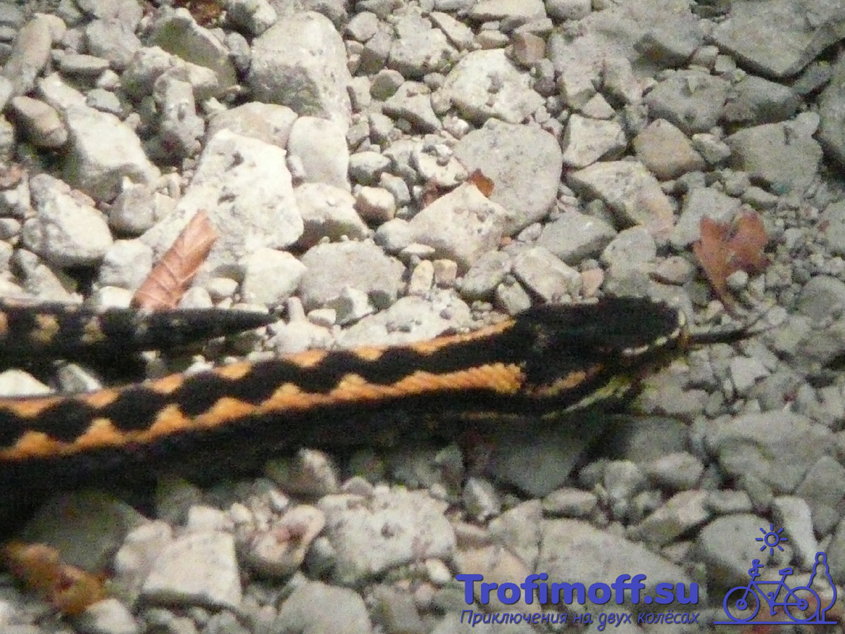 Кавказская гадюка (змея Казнакова)