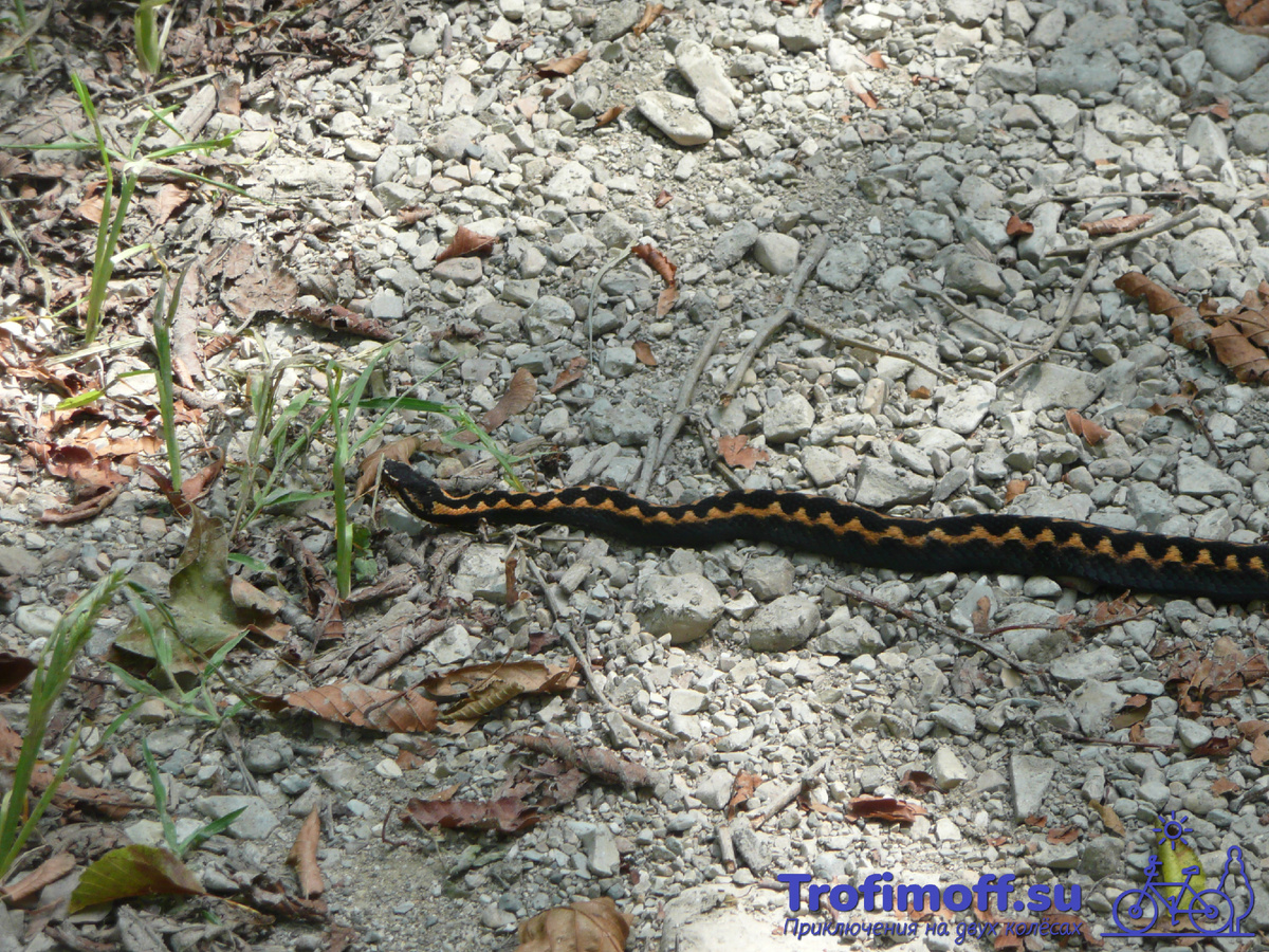 Кавказская гадюка (змея Казнакова)