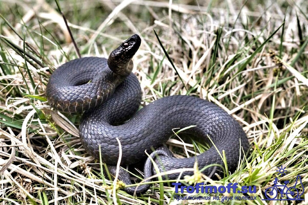 Гадюка обыкновенная