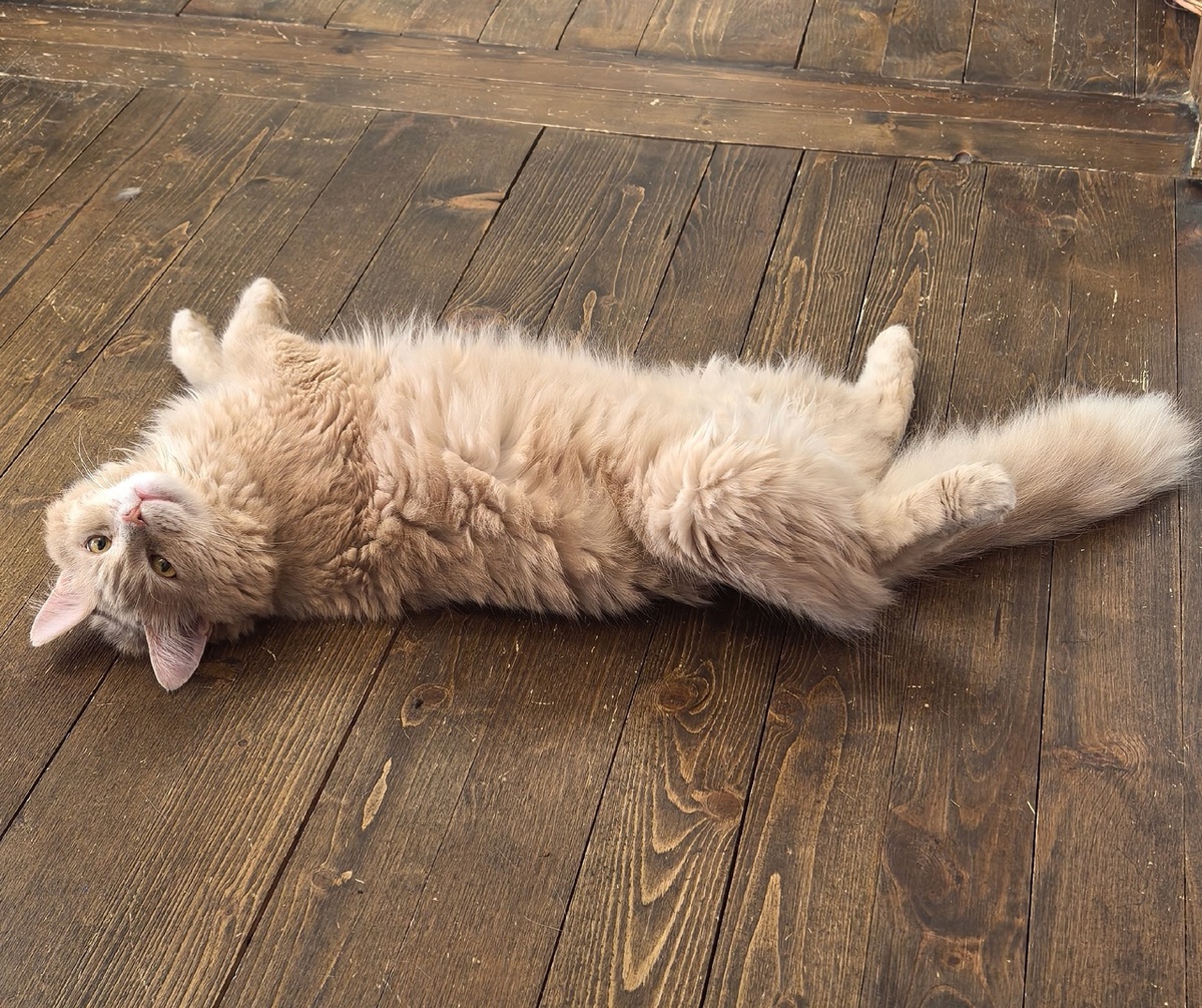 Это прямо сейчас. Разлёгся пузо к небу, проветривает свои меха и поглядывает на меня. Наверное, удивляется, какая я глупая, что с первого раза всё не поняла