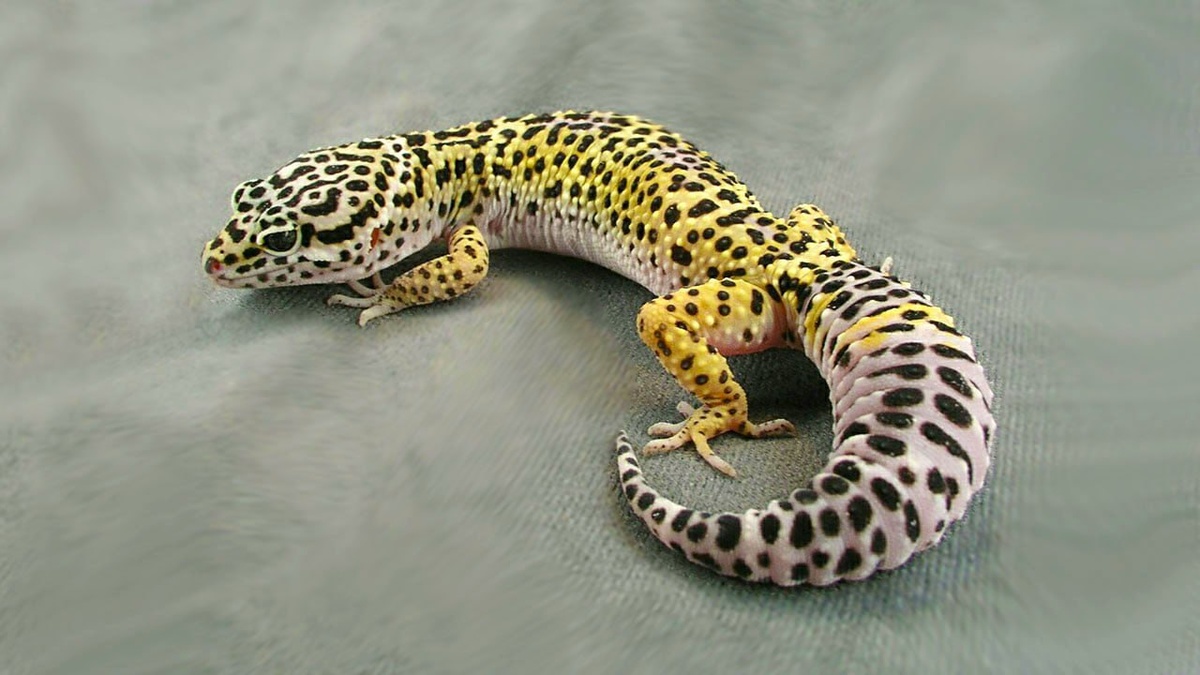 Своё название он получил благодаря яркому пятнистому окрасу, напоминающему леопардовую шкуру. 🏜