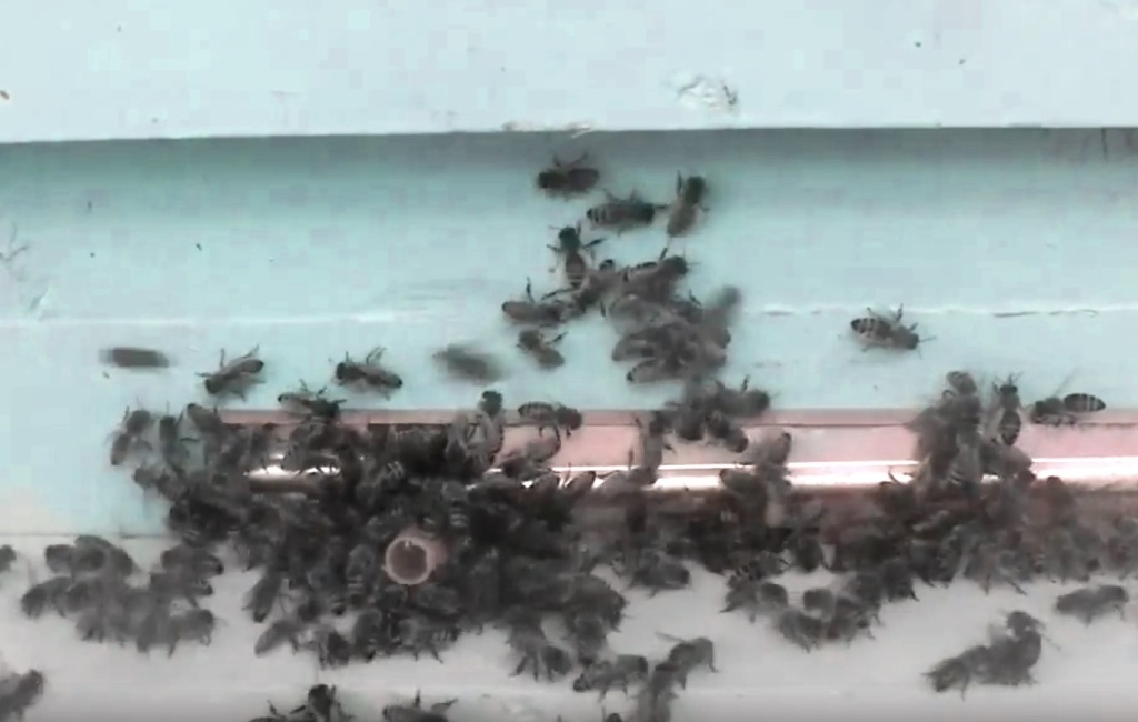  Пчелы воруют мед