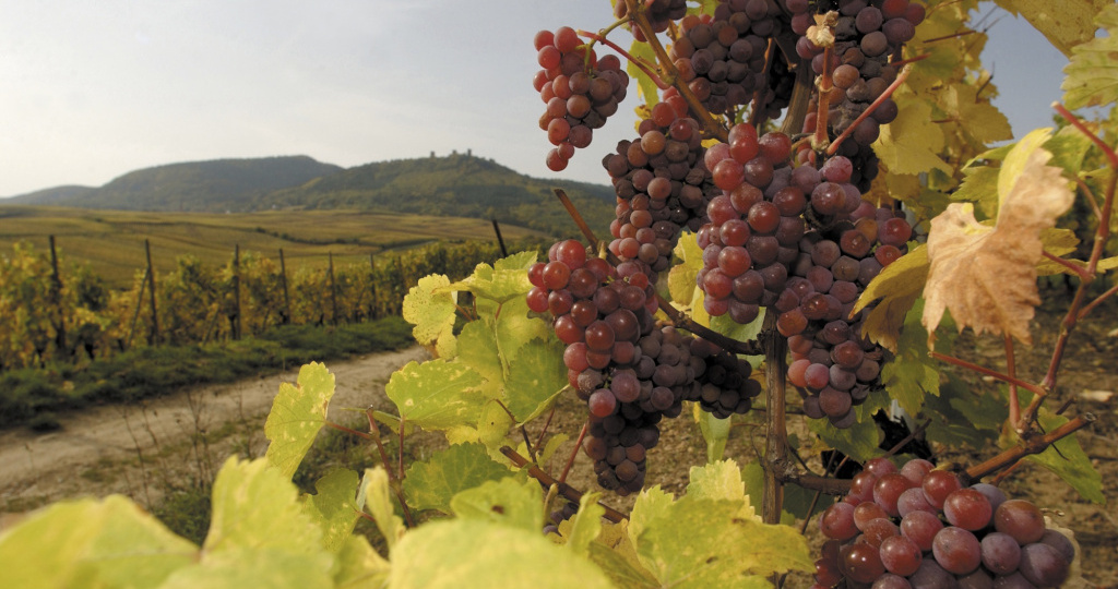 Апелласьоны Крыма - какие винодельческие зоны есть у нас