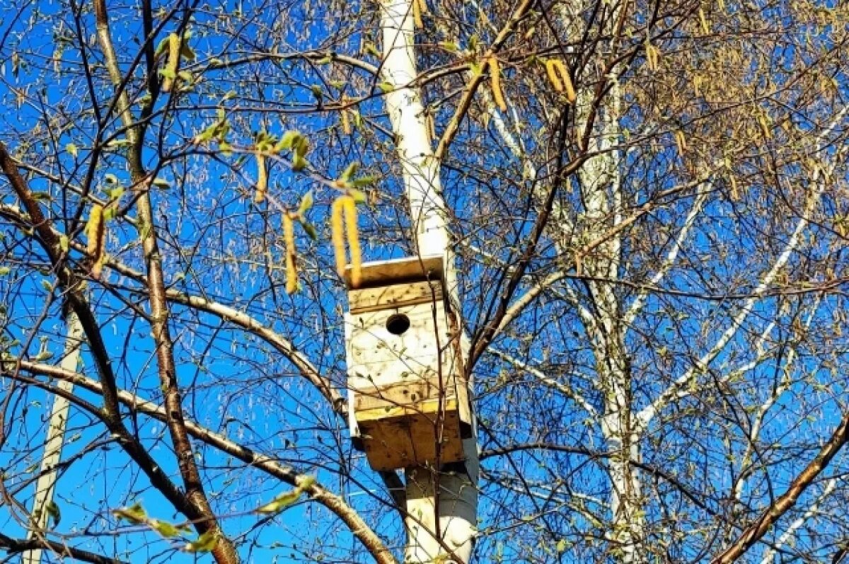    Тюменских аллергиков предупредили о цветении березы