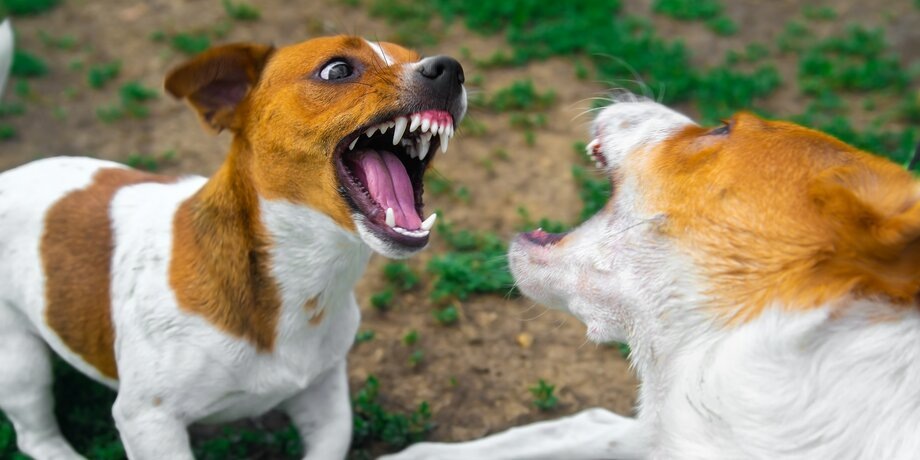 Фото: depositphotos/Hugo1313