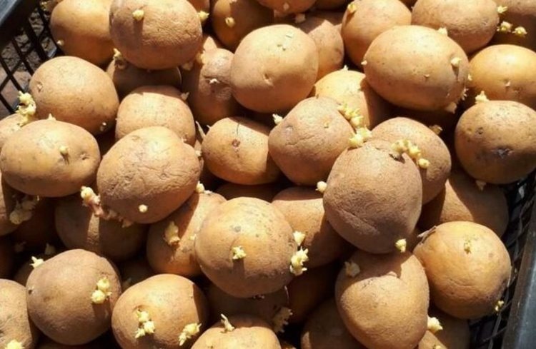    Площади под картофелем в Кабардино-Балкария в этом сезоне решили оставить без изменений