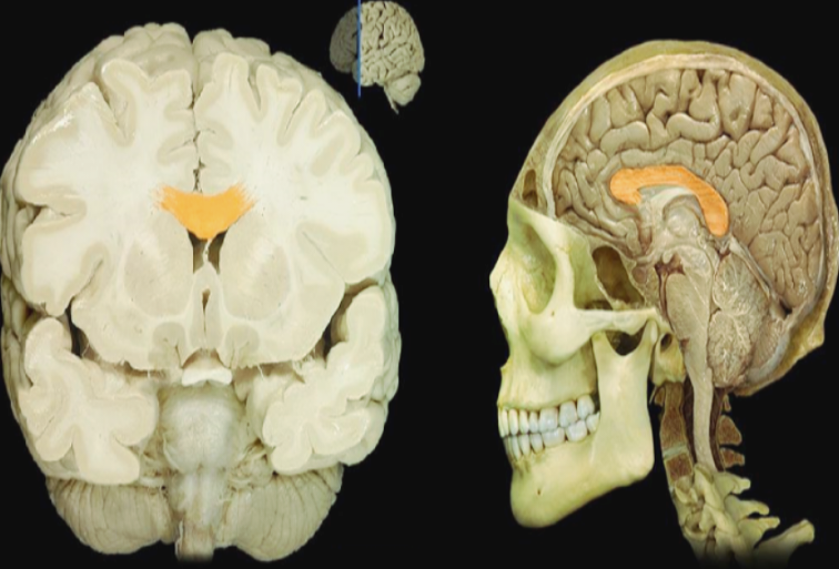 Место расположения мозолистого тела