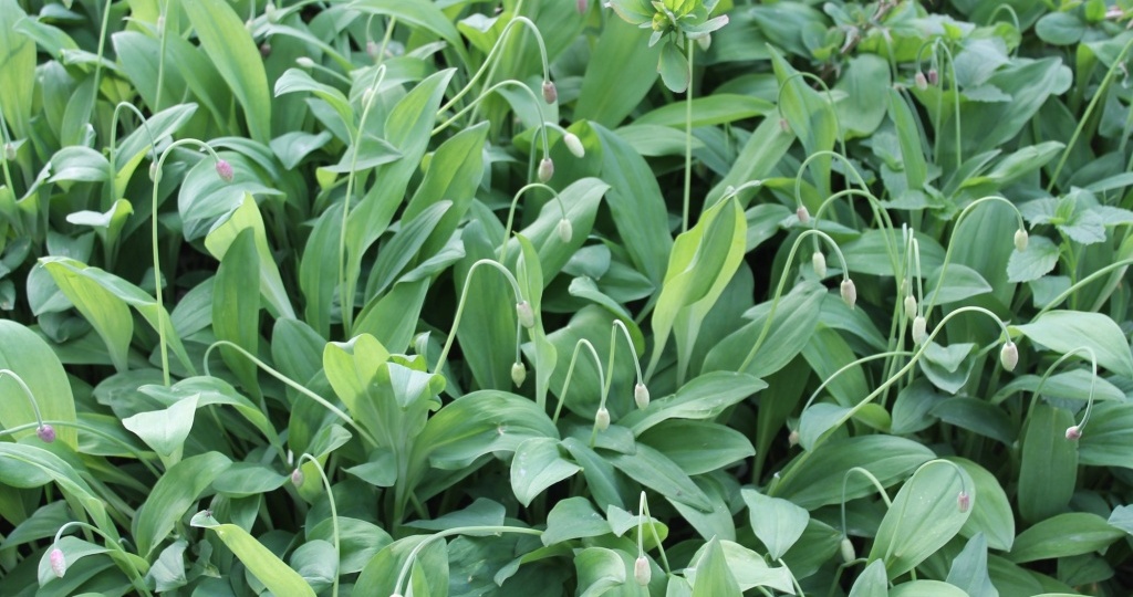 Черемша (медвежий лук): выращивание и уход