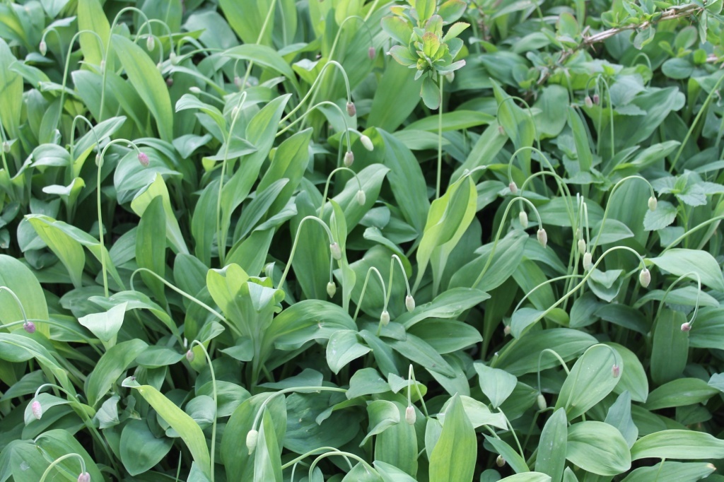  Черемша на дачном участке