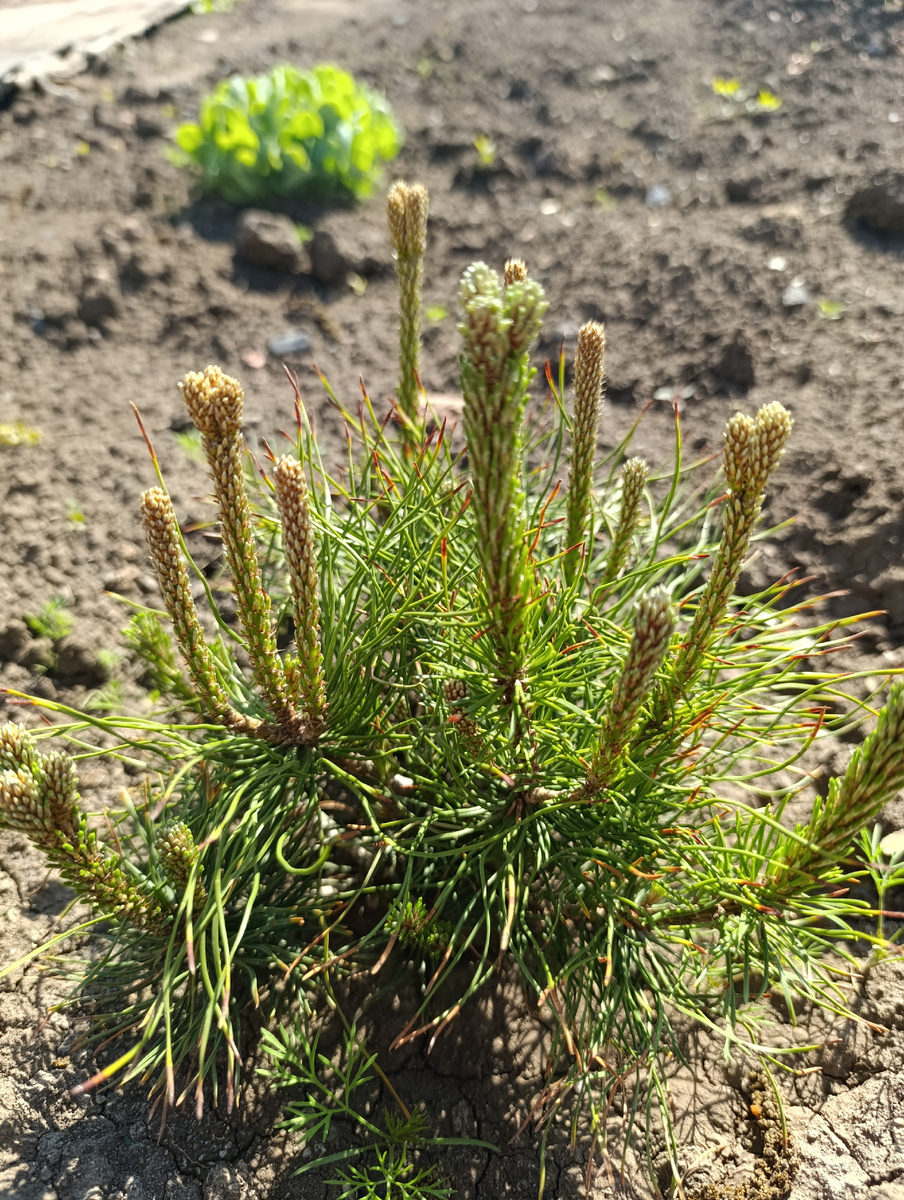 Сосна мугус