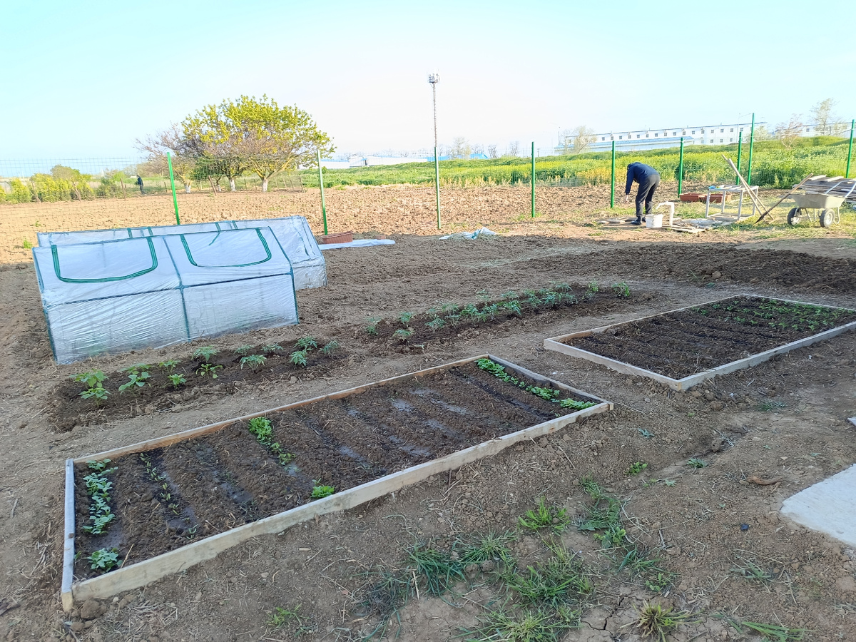 В парниках рассада, которую я пересадила вчера. 