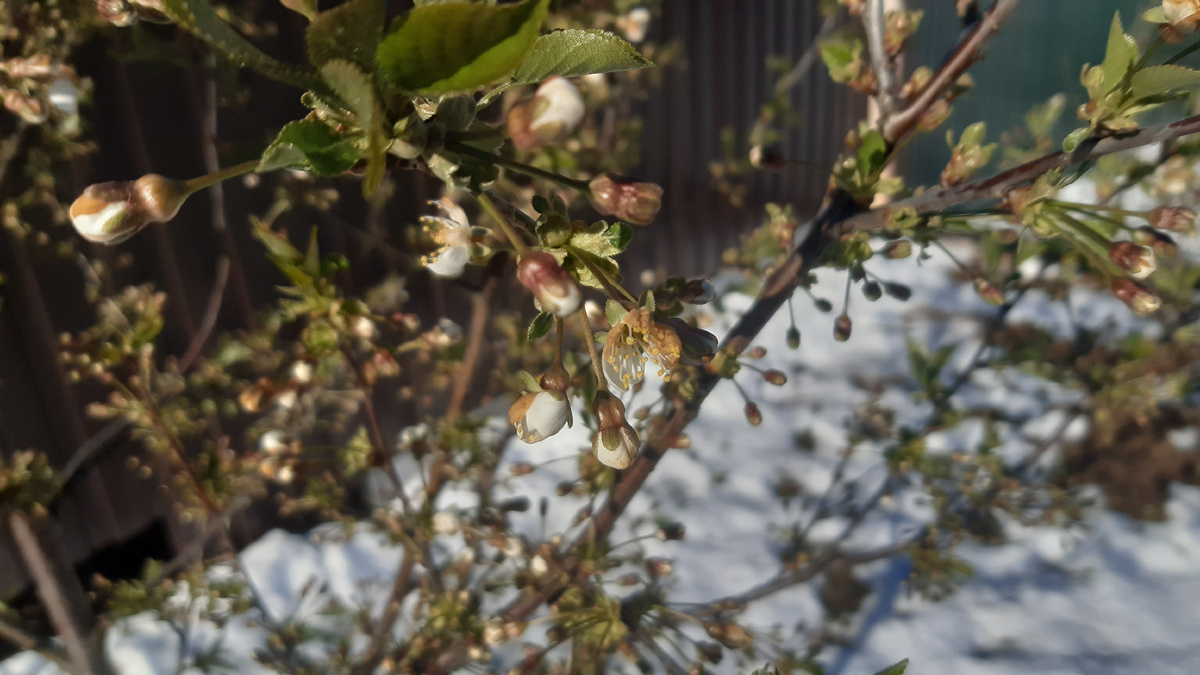 цветки на вишне