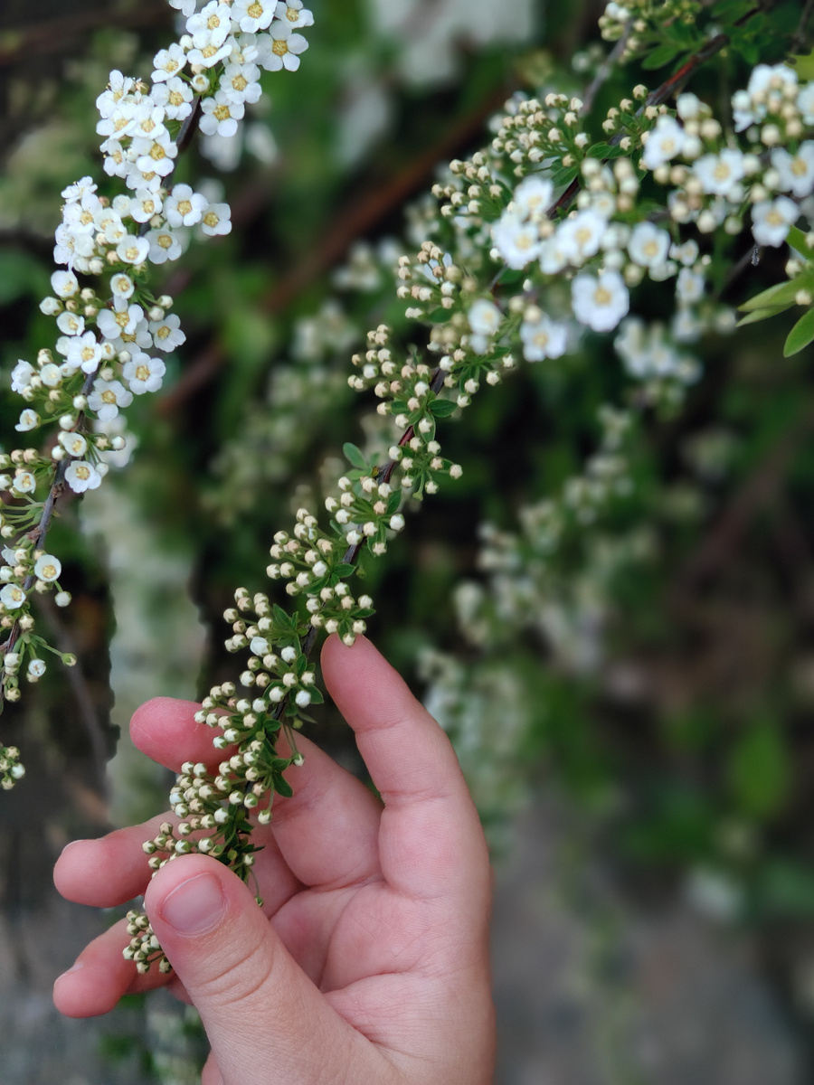 Май цветущий