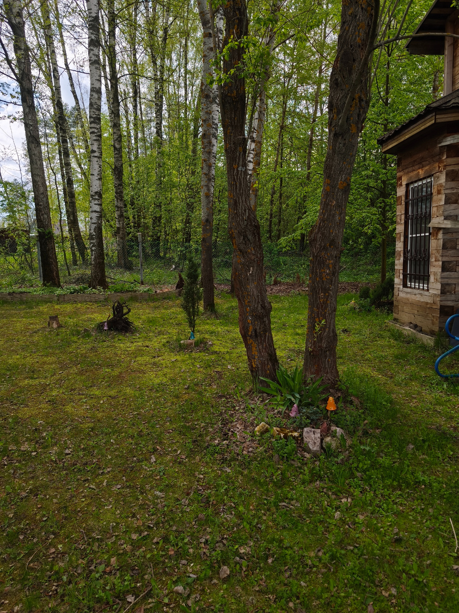 В лесной части сыро, под ногами мох...